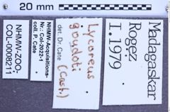 Etiketten zu Lycoreus goudoti (Castelnau, 1836) (NHMW-ZOO-COL-0008211)